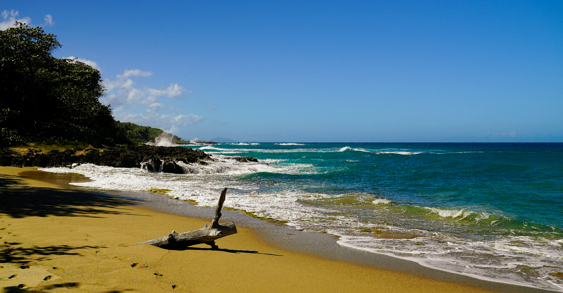 Beach Driftwood