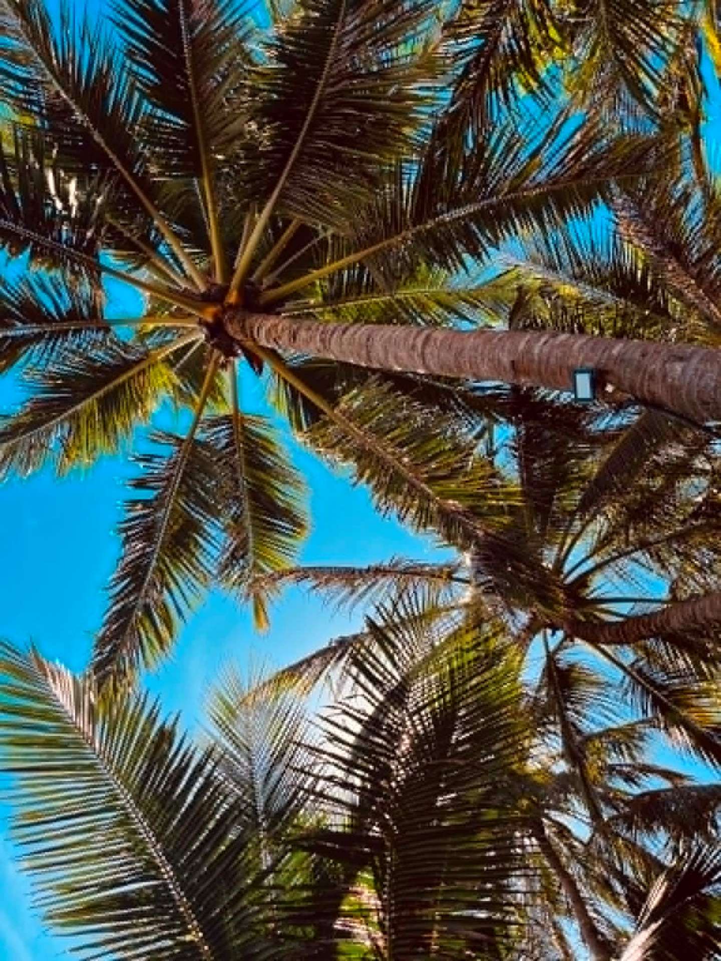 Palm Canopy